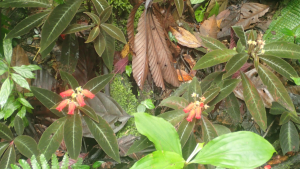 amazonia Loreto pajaritos agami lodge 2